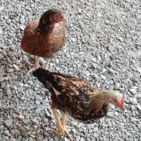 مرغ نسل بالا|حیوانات مزرعه|ایرانشهر, |دیوار