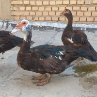 اردک اکراینی روسی پروازی