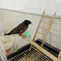 مینا سخنگو با لوازم