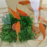 فروش ماهی گوپی به قیمت عمده|ماهی|شیراز, شریفآباد|دیوار