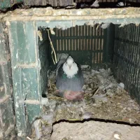 طوقی بند بند