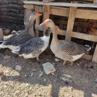 غاز|حیوانات مزرعه|فسا, |دیوار