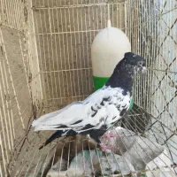 رنگی گرفتنی|پرنده|اهواز, شهرک حفاری|دیوار