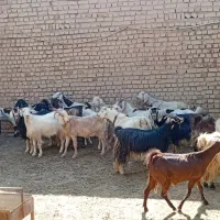 بز بزغاله بره میش|حیوانات مزرعه|جوادآباد, |دیوار