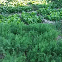 هرس درختان باغچه های خانگی