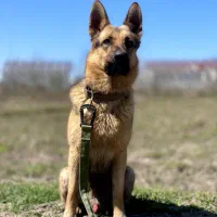 ژرمن ورک لاین جهت جفت گیری