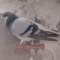 کبوتر شهری بدرنگ سبز نر|پرنده|کازرون, |دیوار