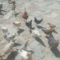سوله-بز-رگ