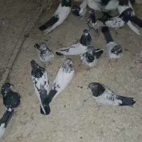 کله دم سیاه