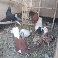 کبوتر