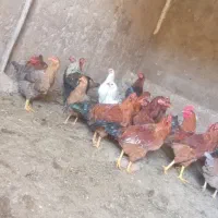 مرغ خروس|حیوانات مزرعه|اسفرورین, |دیوار