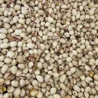 خریدوفروش پسته کالک گو،زردو،نخودو،رو آبی ،مغز|خدمات باغبانی و درختکاری|سیرجان, |دیوار