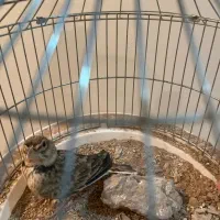 سهره|پرنده|کرمان, |دیوار