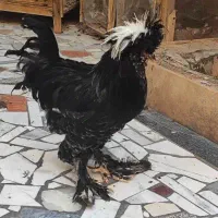 خروس سلطان اصل