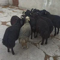 ۱۴ راس بره نر سیاه دشتی مناسب نگهداری