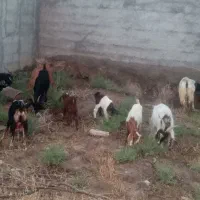 تعدادی بز و بزغاله و یک جفت میش بره
