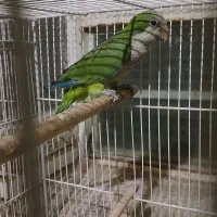 راهب و گرینچیک|پرنده|زبرخان, |دیوار