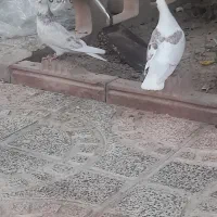 دوکت پرشی نروماده جوجه میدن قاب|پرنده|فلاورجان, |دیوار