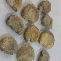 فسیل آمونیت