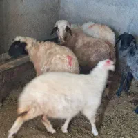 کاور|حیوانات مزرعه|سیوان, |دیوار