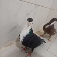 کبوتر|حیوانات|یزد, |دیوار