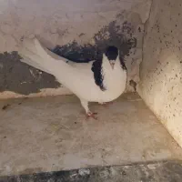 کفتر چپ سیاه ماده