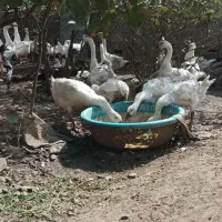 غاز قو|حیوانات مزرعه|بیله سوار, |دیوار