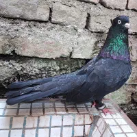 کبوتر نر زاغ چشم سفید نوک سفید عتیقه