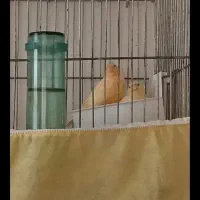 نر ماده مولد پرتغالی ضمانتی