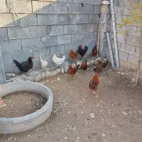 مرغ و خروس|حیوانات مزرعه|سرپل ذهاب, |دیوار