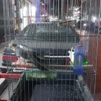 ۴ تا عروس حلندی نر و ماده جوان|پرنده|تهران, شکیبا|دیوار