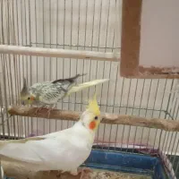 یک جفت عروس هلندی مولد جوجه بده|پرنده|تهران, یافت‌آباد|دیوار