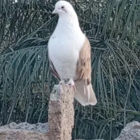 پشدار بازیکن