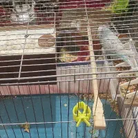 عروس و مرغ عشق|پرنده|الیگودرز, |دیوار