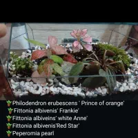 تراریوم بهاران|گل و گیاه طبیعی|اهواز, بهزاد شهر|دیوار