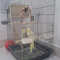 یک جفت عروس هلندی سالم با قفس و وسایل