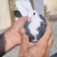 کبوتر کاکلی