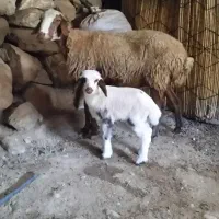 گوسفند وبره جوان|حیوانات مزرعه|بدره, |دیوار