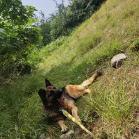 سگ ژرمن شپرد