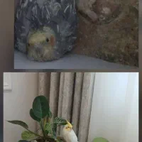 فروش عروس هلندی