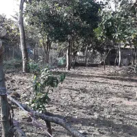 فروش زمین ۳۰۰متری مسکونی|فروش زمین و ملک کلنگی|ماکلوان, |دیوار