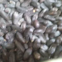 خرما ربی ارگانیک