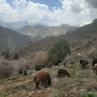 ۶۰ عدد میش و بز