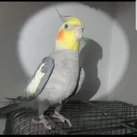 عروس هلندی از صفرتا صد و یک عدد ملنگو