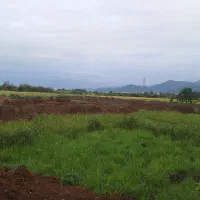 زمین کشاورزی ۹/۶۰۰متری مناسب‌کاشت‌کیوی در تالش|فروش دفتر صنعتی، کشاورزی، تجاری|اسالم, |دیوار