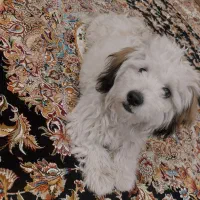 فروش سگ شیتزو مالتیز