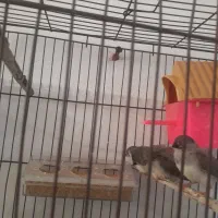 سلام ۳عدد فینج ۳ماهه دونخور وزرنگ|پرنده|تبریز, |دیوار