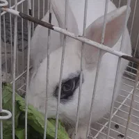 خرگوش نر بالغ