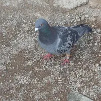 یک نر|پرنده|اردبیل, |دیوار