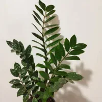 گل طبیعی|گل و گیاه طبیعی|اهواز, کوی مهدیس|دیوار